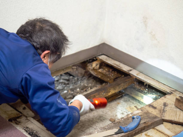 Best Professional Mold Removal  in Round Lake Beach, IL