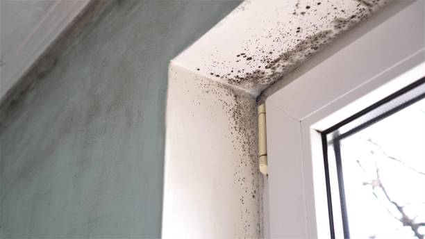 Best Commercial Mold Removal  in Round Lake Beach, IL