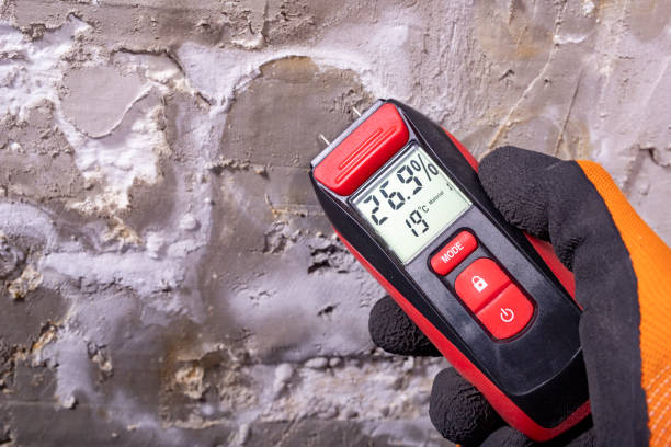 Best Fast Mold Removal  in Round Lake Beach, IL