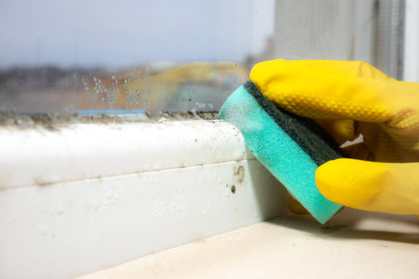 Best Local Mold Removal Service  in Round Lake Beach, IL